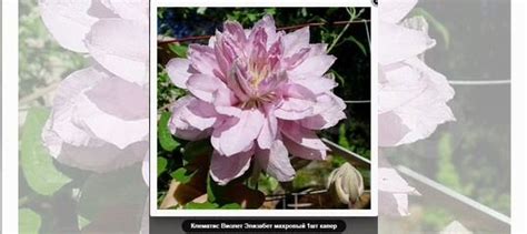 Саженцы клематиса купить в Москве | Товары для дома и дачи | Авито