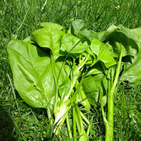 Spinacia Oleracea Spinach In Gardentags Plant Encyclopedia