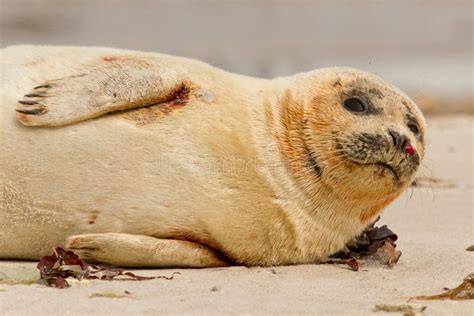 A common seal stock image. Image of happy, relaxation - 23720895