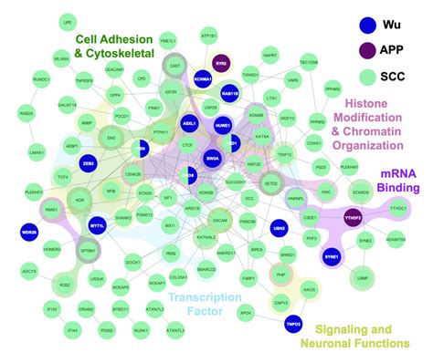 Network Analysis And Gene Ontology Of ASD DM Candidate Genes ASD DM