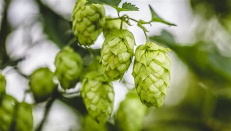 Hop Varieties Index – ProBrewer