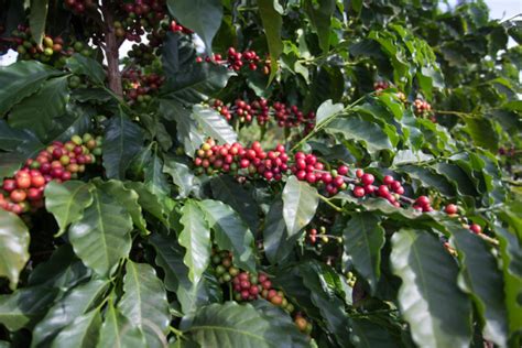 Campo Futuro levanta custos de produção de café grãos e pecuária de