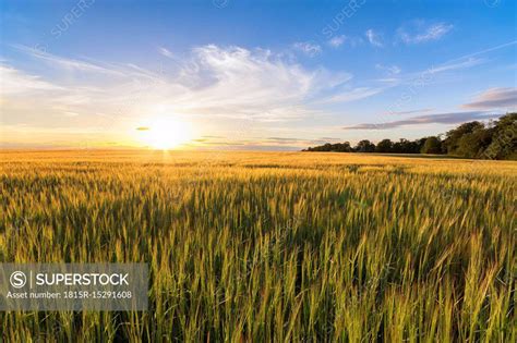 Uk Scotland East Lothian Field Of Barley At Sunset Superstock