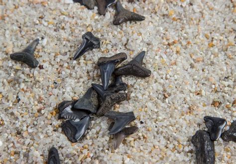 What Is The Significance Of Shark Tooth Everything You Need To Know