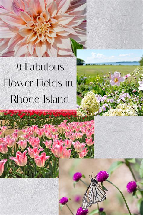 Flowers In Rhode Island With Text Overlay That Reads 8 Fabulous Flower