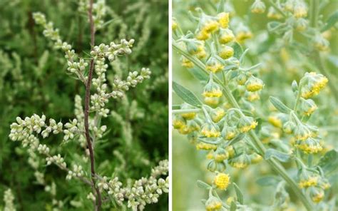 Unterschied Beifuß und Einjähriger Beifuß Plants Artemisia annua