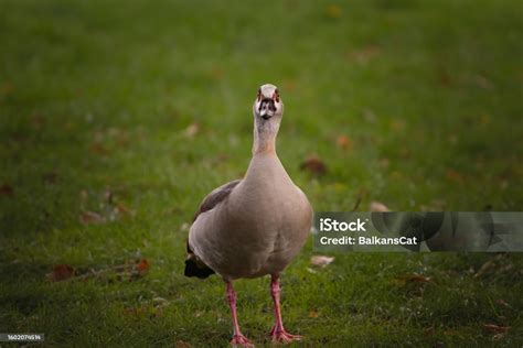 Selective Blur On The Grey Head Of An Egyptian Goose Curious Staring At