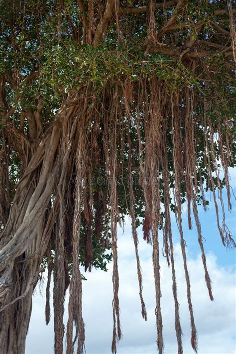 Indian Banyan Ficus Benghalensis Stock Photo Image Of Subcontinent