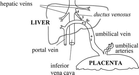 Fetal Ductus Venosus