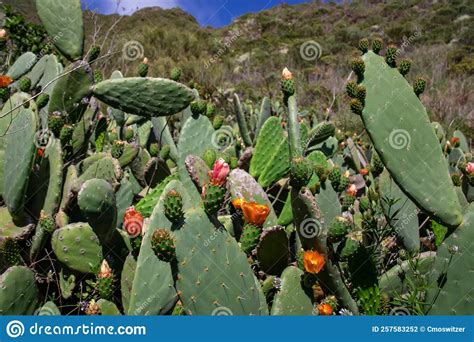 Pico Verde Scenic Hiking Trail To Masca Village In The Teno Mountain