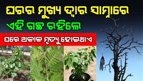 ଘରର ମୁଖ୍ୟ ଦ୍ୱାର ସାମ୍ନାରେ ଏହି ଗଛ ରହିଲେଘରେ ଅକାଳ ମୃତ୍ୟୁ ହୋଇଥାଏ Excuse