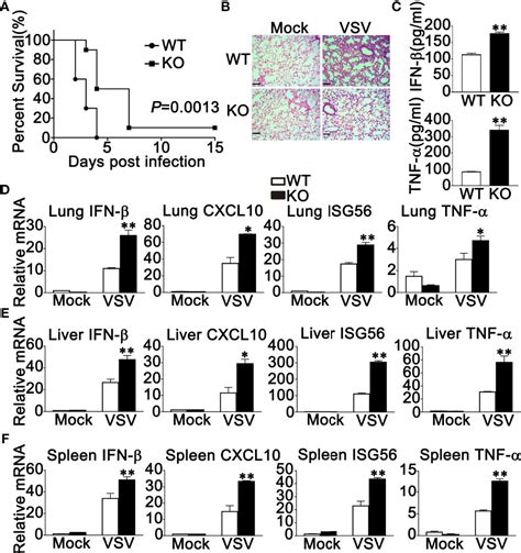 Frontiers Negative Regulation Of RNF90 On RNA Virus Triggered