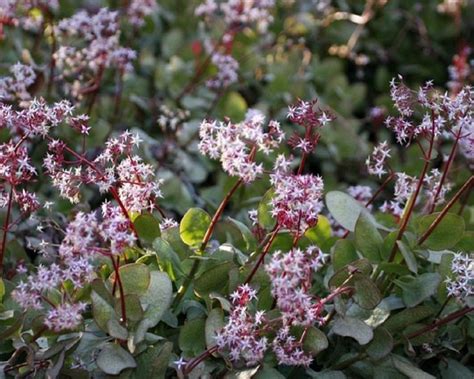 Fairy Crassula Crassula Multicava Plants Candide Gardening