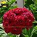 Seeds Pack Giant Red Appleblossom Rosebud Pelargonium Geranium