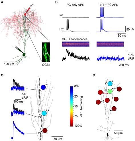 Single L1 Interneurons Elicit Branch Specific Inhibition Of Bap Evoked