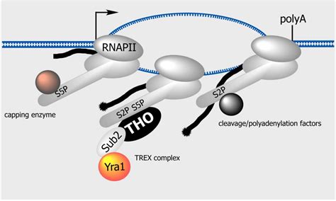 Genes | Special Issue : Mechanisms of mRNA Nuclear Export