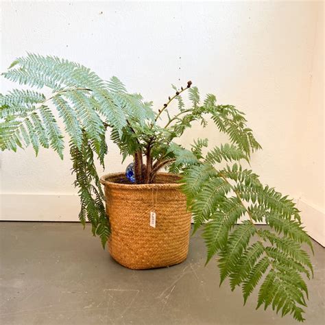 Australian Tree Fern Cyathea Australis 12 Atomic Furnishing And Design