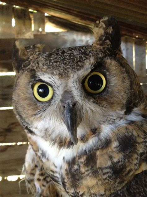 Female Great Horned Owl She Is Absolutely Beautiful She Has Wing