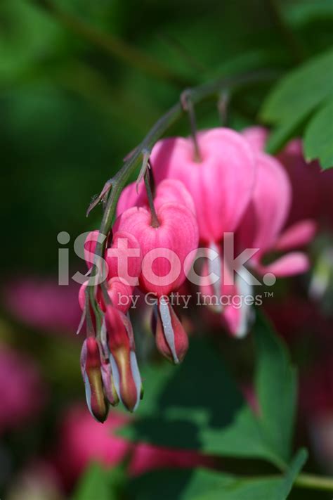 Bleeding Heart Flower Stock Photo | Royalty-Free | FreeImages