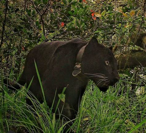 Begini Kabar Terbaru Slamet Ramadan Si Macan Tutul Gunung Ciremai