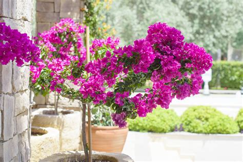 Fiori Da Balcone Resistenti Al Sole Eccone 9 Bellissimi Per Un Esterno