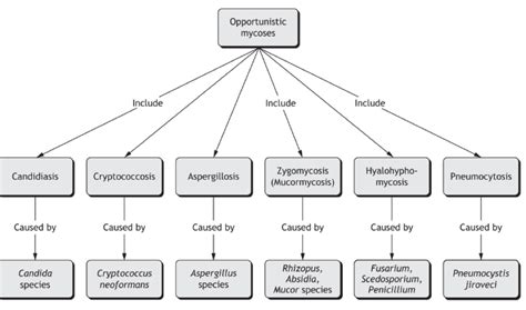 CH 12 opportunistic mycoses Diagram | Quizlet