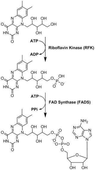 What is the Difference Between FAD and FADH2 - Pediaa.Com