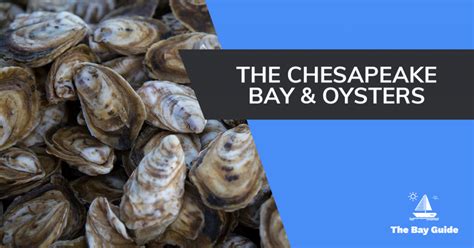 Chesapeake Bay Oysters Guide To Catch And Cook • The Bay Guide