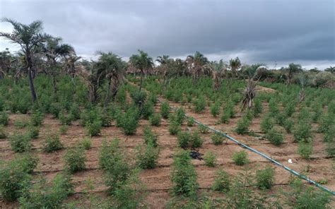 Cerca De Mil P S De Maconha S O Destru Dos Na Bahia Dois Homens