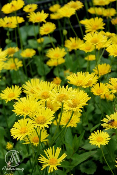 Купить Дороникум (Doronicum) с доставкой почтой в интернет-магазине ...
