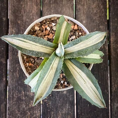 Agave Americana Mediopicta Alba Kaufen Auf Ricardo