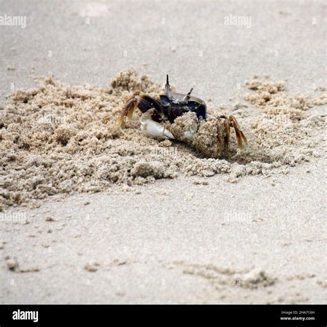 Horned Ghost Crab Or Horn Eyed Ghost Crab Ocypode Ceratophthalmus