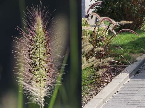 Dwarf White Fountain Grass 'Hameln' – Eureka Farms