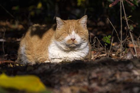 欄間でまったり 一日一猫