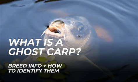 What is a Ghost Carp? (Breed Info & How to Identify Them) - Carp Squad