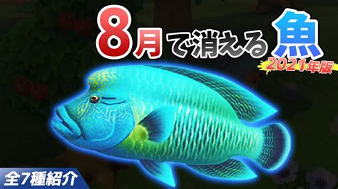 【あつ森】8月で消える魚を全て紹介！魚影や出現時間・条件・値段・釣り方のコツも徹底解説！ナポレオンフィッシュやライギョなどレア魚を効率よく釣る