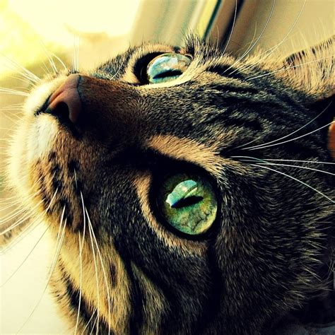 Кошки с зелеными глазами на аватарку - картинки и фото koshka.top