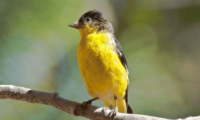 Yellow Birds In Colorado Global Birding Initiative