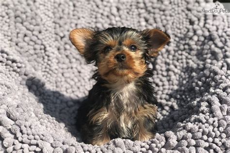 Toy Yorkie Pup Male For Sale Adoption From Alberta Camrose