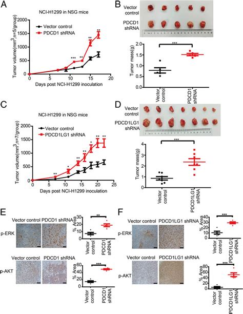 Knockdown Of PDCD1 PDCD1LG1 Promotes In Vivo Tumor Growth And Enhances