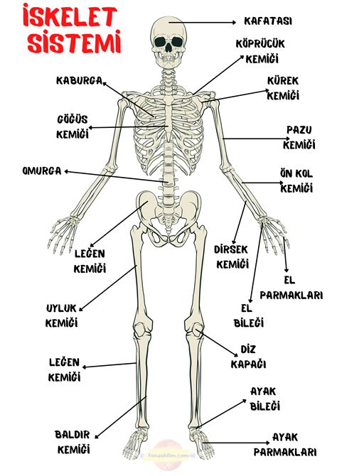 6 SINIF FEN BİLİMLERİ POSTERLERİ FENUS BİLİM