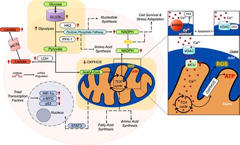 The Molecular Mechanisms Behind Advanced Breast Cancer Metabolism