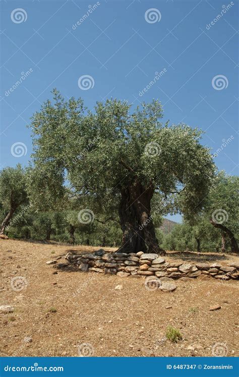 Olive planting stock image. Image of planting, europe - 6487347