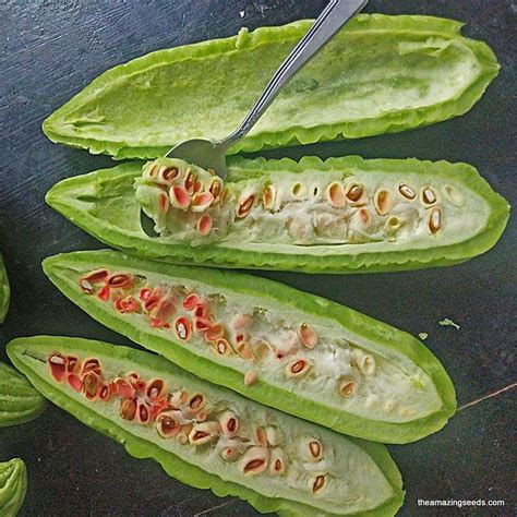 Bitter Gourd Chinese Green Skin Balsam Pear Karela Ku Gua Bitter M