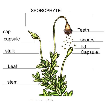 Moss Anatomy Scientific Diagram By Lizzie Harper Natural History