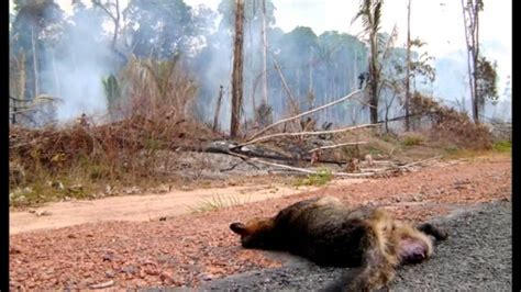 Queimadas Causadas Pelas Usinas Matam Milhares De Animais Youtube