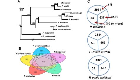 Comparison of Plasmodium ovale wallikeri, Plasmodium ovale curtisi and ... 