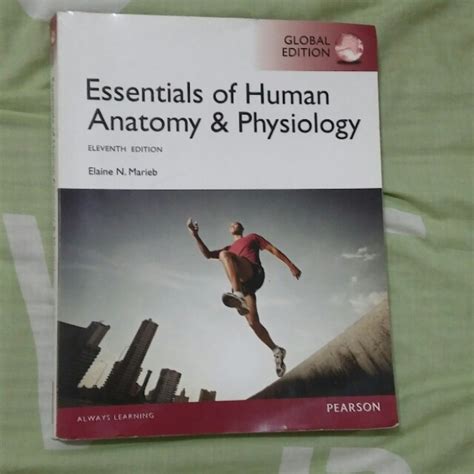 Essentials Of Human Anatomy And Physiology 11th Edition Hobbies And Toys