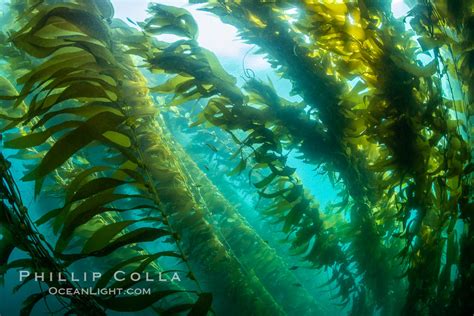 Sunlight Glows Throughout A Giant Kelp Forest Macrocystis Pyrifera