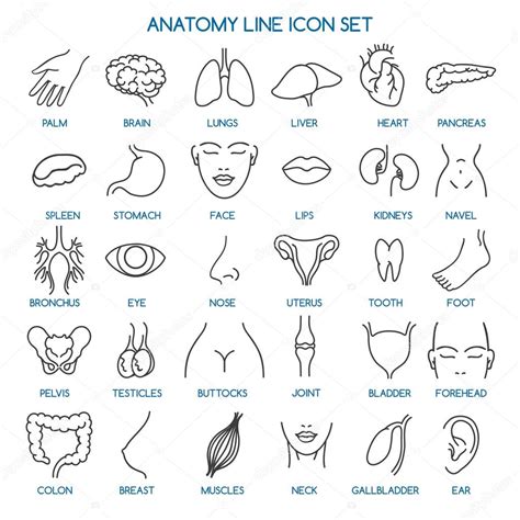 Iconos De Línea De Anatomía 2023